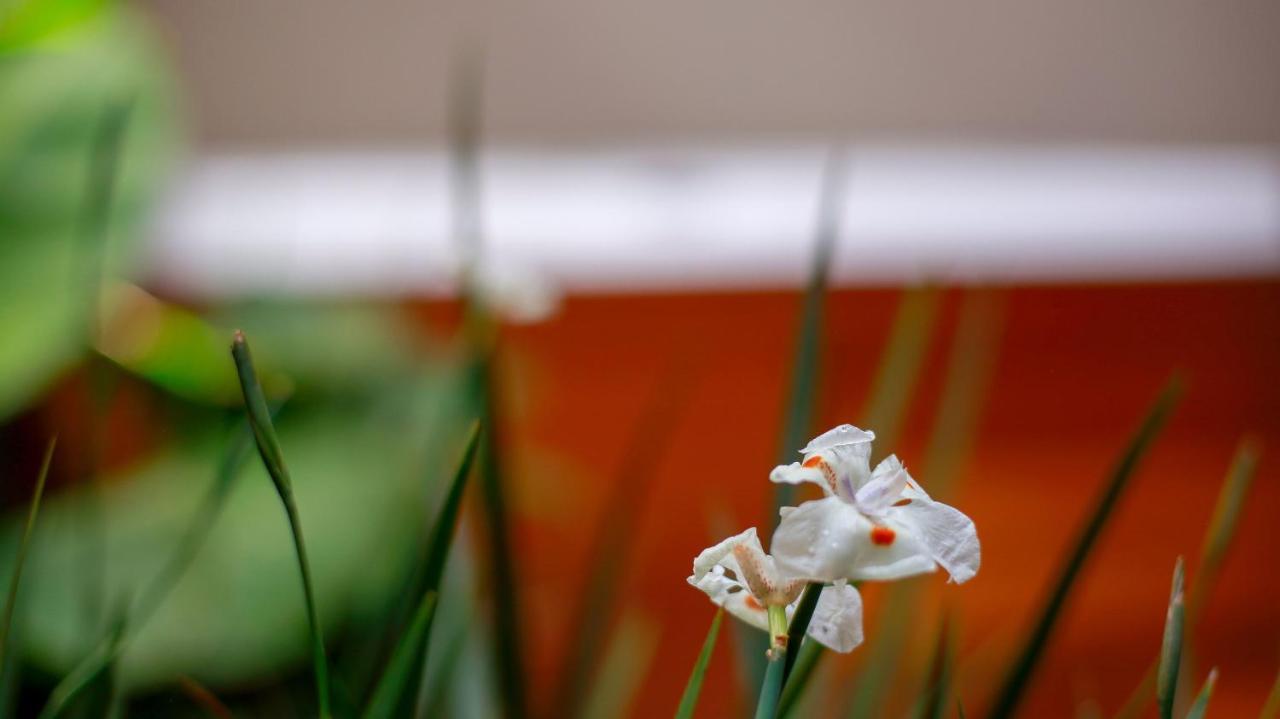 Pousada Flor De Anis Alto Paraíso de Goiás Εξωτερικό φωτογραφία